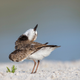 Image for article titled Photos: The beautiful birds that may soon be lost to climate change